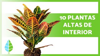 10 PLANTAS ALTAS para INTERIOR🪴 (Nomes e Cuidados)