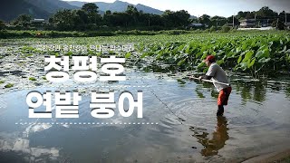 [낚시가 좋다] 26회_북한강과 홍천강이 만나는 청평호 상류 연밭 붕어낚시