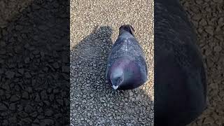 Funny birds and animal videos