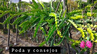 cortes de brotes para maximizar la copa de la pitahaya. dragon fruit