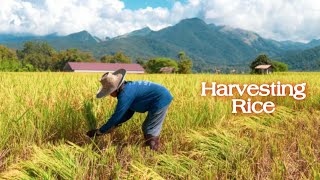 HOW TO HARVEST RICE