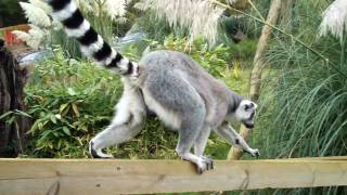 Lemurs