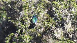 Sparkling Violetear (Hummingbird) Calling - Humahuaca, Argentina