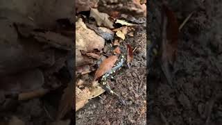 Spotted salamander squeezing itself out of a log! #salamander#amphibian#funny#cute#cool#animals#w