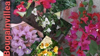 BOUGAINVILLEAS em plena exuberância