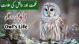 True facts about the owl | Owl Life Cycle | Owl Documentary || #Discovery4th