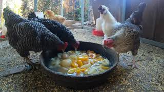 Chickens Enjoying Cold Peaches And Pears During Extreme Heat Wave!