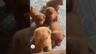 Adorable Puppies Everyehere Super Cute Puppy Shorts Videos 🐶😘😘 -EPS1153 #adorablepets