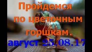 Пройдемся по цветочным горшкам 2017г