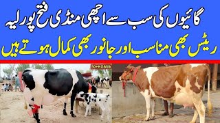 Latest Fatehpur Mandi 2024 Rates Update | Jersey & Cross Cows Prices | Cow Mandi | Mandi Updater