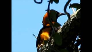 Orange-backed Troupial (Icterus coronatus). Zona Norte (BsAs). Dec 2013