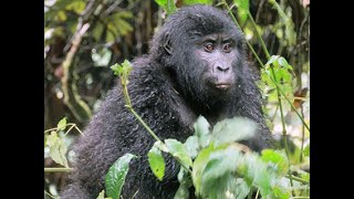 Travel2SA - UGANDA GORILLAS TREKKING - FULL VIDEO