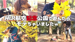 【無料ドッグラン】所沢航空記念公園で遊んで「カフェdocca(ドッカ)」さんでランチ🐶🐶✨埼玉県所沢市 ペットショップの売れ残りと元保護犬とお出かけ