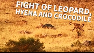 FIGHT OF LEOPARD, HYENA AND CROCODILE