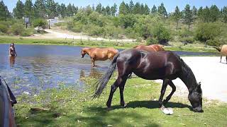 caballitos y yoga