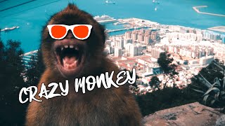 Gibraltar Monkeys are crazy - travel vlog my way