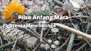 Pilze Anfang März- Fichtenzapfen-Rüblinge