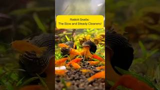 Rabbit Snails: The Slow and Steady Cleaners! AquaVerse #rabbitsnails #algaeeater #shorts