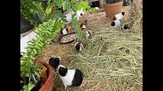 Guinea pigs enjoying the morning