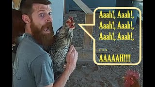 More INSANE Rooster Screams! Mae Mae Is Seriously SOOO Dramatic