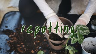 REPOT WITH ME | reuse a broken pot,  scindapsus