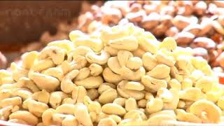 Cashew Nut Farming and Processing   Cashew Cultivation Asian Technology