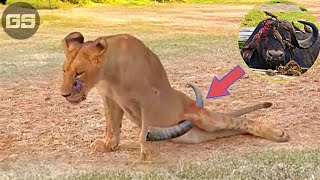 30 Painful Moments! Injured Lion Fights Wild Buffalo,The Hunter Fails Before The Ferocious Prey