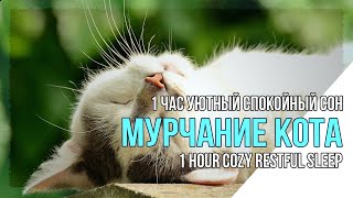 Мурчание кота  BlackScreen. Мурлыкающий кот для сна и Здоровья. Purring cat for sleep and health.