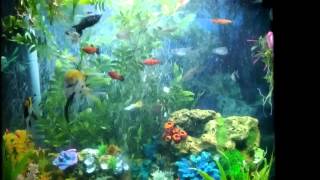 30 Gallon Marine land Bow Front Aquarium