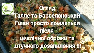 Огляд сортів фундука "Галле" та "Барселонський" європейської селекції. Вплив штучного дозапилення!!!