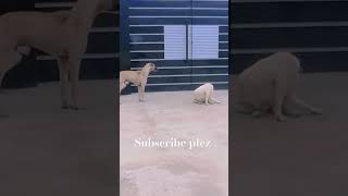 Dog from #dogs #dog #house #for subscribe #tv. 11