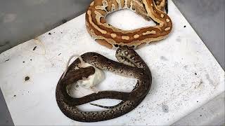 How Did Python Kill Mise ? Live Feeding Reticulated Python