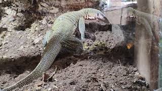 Peach Throat Monitor Lizard On A Digging Spree