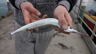 How To Catch Garfish Easy !! Fishing From the Pier | Jetty