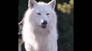 Dogs' Extraordinary Rescue Mission Amidst a Treacherous River Flood