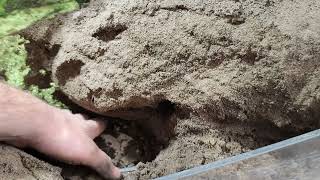 Digging Up Dino Eggs! Blackheaded Monitor Lizard - Varanus tristis