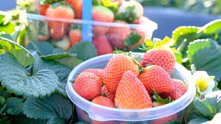 🍓 Pick Your Own Strawberries 🍓