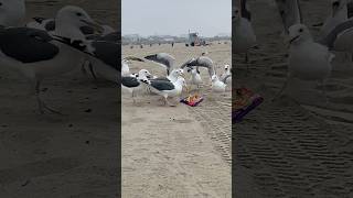 Seagulls Steal Chips in Crazy Beach Frenzy! 🕊️🍟.#roamingcalifornia