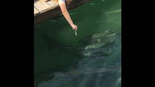 Feeding the tarpon at Robbies Marina in Islamorada FL