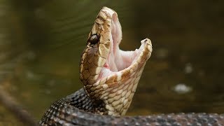 Everglades Water Moccasin