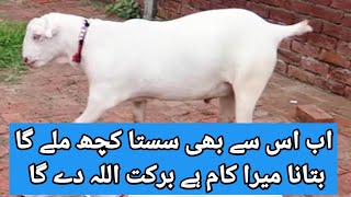 اتنا سوچیں گے تو کامیابی کیسے ملے گی اللہ پہ بھروسہ رکھیں Why so much thought in goat farming