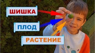 Урок. Слово и его значение. Слова с несколькими значениями.  Русский язык 1 класс. #учусьсам