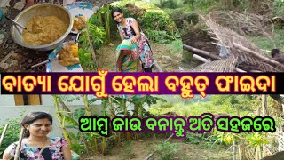 ବାତ୍ୟା ଯୋଗୁଁ ହେଲା ବହୁତ୍ ଫାଇଦା//ଆମ୍ବ ଜାଉ ବନନ୍ତୁ ଅତି ସହଜରେ/@rajlinvlogs