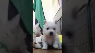 Полное видео залито кому интересно #щенкивестики #вестикиастрахань #puppy #westie