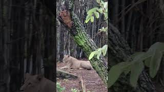 Bannerghatta National Park Jungle Safari & Zoo Bangalore | Spotted Lions Tiger Bear #shorts #mrnnm