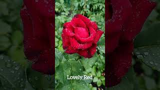 Lovely Red in the summer rain. Лавлі Ред під літнім дощем. #garden #roses #троянда