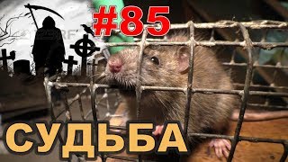 #85. Реалити Шоу “ALCARATZ“. ДОМ 2 - Крысы. Судьба