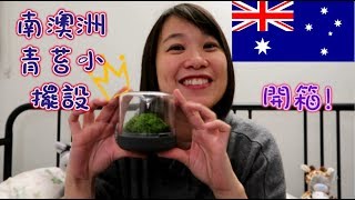 【澳洲生活】澳洲青苔小擺設開箱 | Mossarium Plant Unboxing | Botanica Boutique