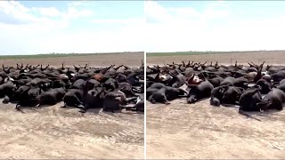 Zobaczycie To Tylko Raz W Życiu! Przypadki Nagrane Kamerą