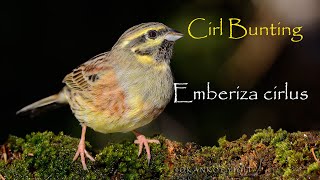 Cirl bunting / Emberiza cirlus / Bahçe kirazkuşu